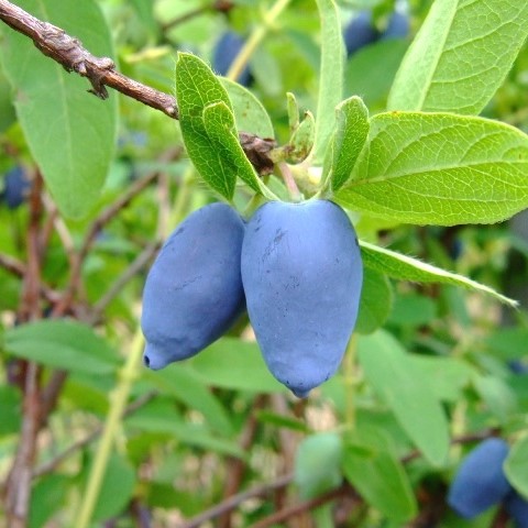 Camerisier30-40  Lonicera kamtschatica 'Bee' Myberry® 3,6 L
