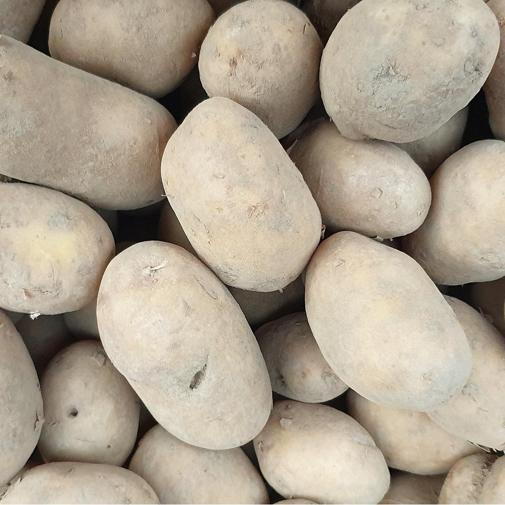 Pomme de terre Ditta bio