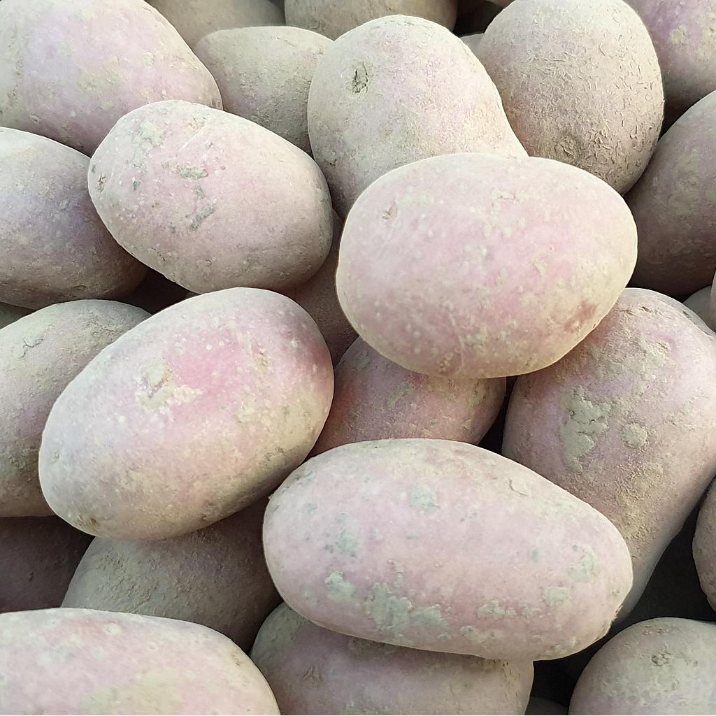 Pomme de terre Alouette
