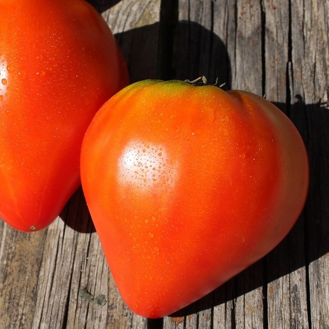 Tomate Fleurette F1, cœur de bœuf (semence)