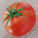 Tomate Cosmonaute Volkov (semence)