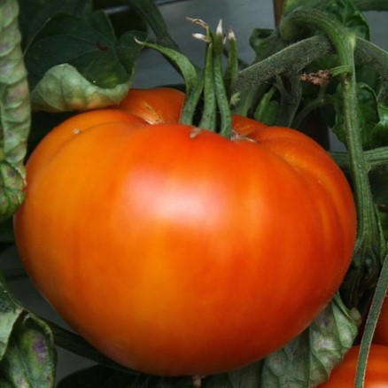 Tomate Coeur de boeuf striée
 Plant en pot de 8X8 cm