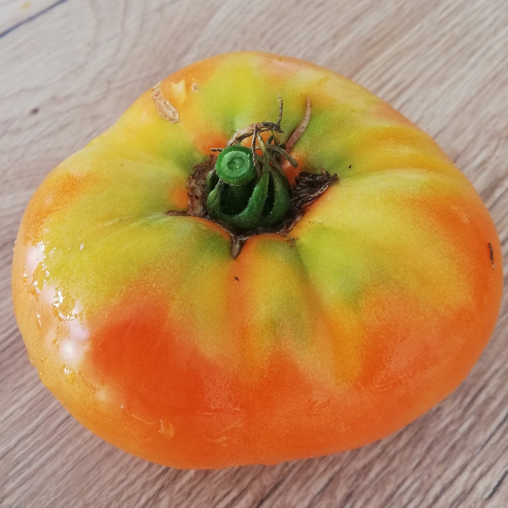 Tomate Persimmon
 Plant en pot de 8X8 cm