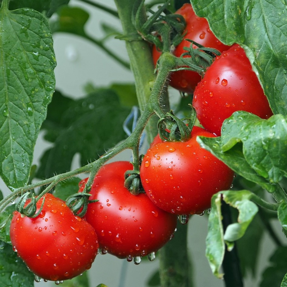 Tomate Phantasia F1
 Plant en pot de 9X9 cm