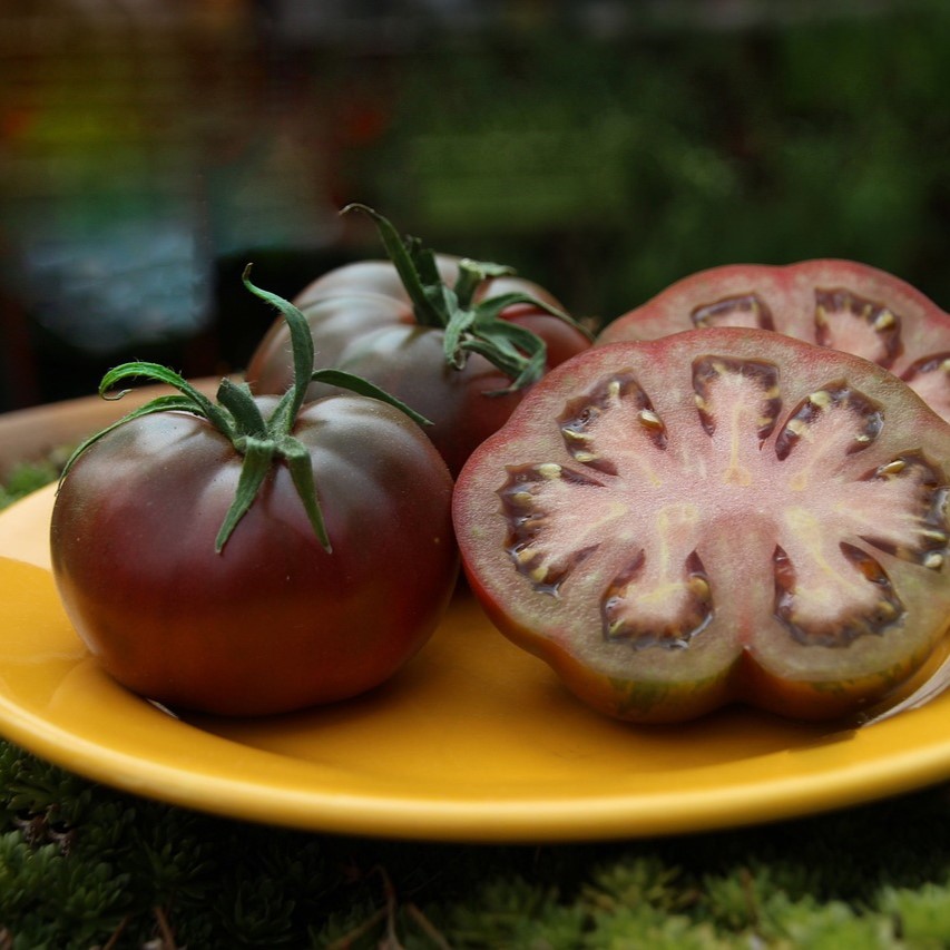 Tomate  noire Cherokee purple
 Plant en pot de 8X8 cm