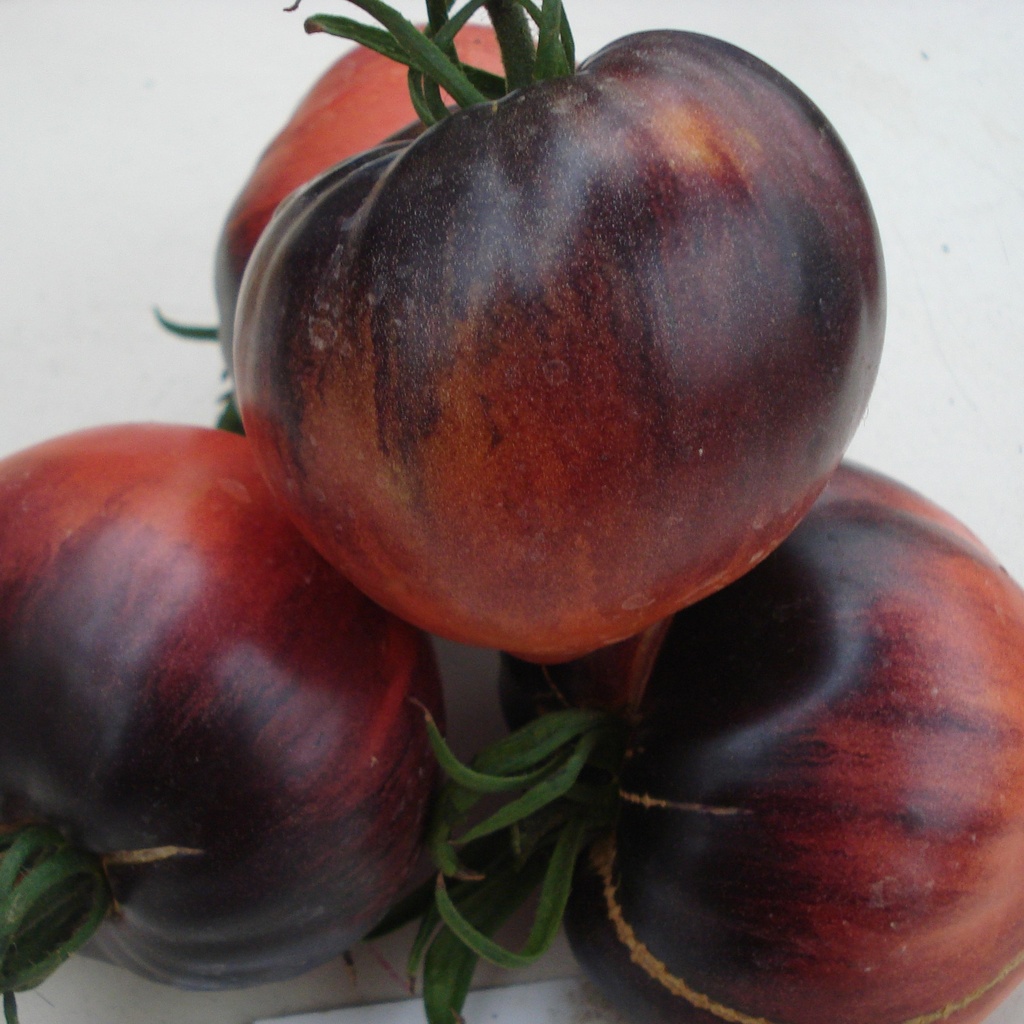 Tomate greffée  Sergent Pepper
 Plant en pot de 11X11 cm