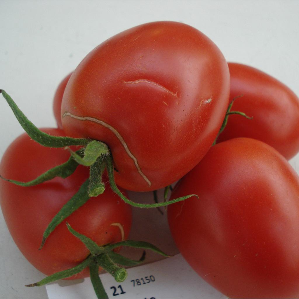 Tomate De Bérao (semence)