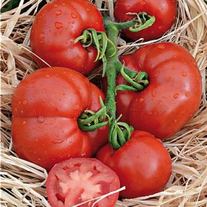 Tomate Gloire de Malines (semence)