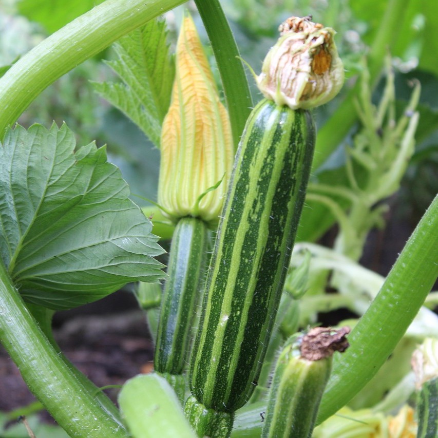 Courgette Long Green Trailing
 Plant en pot de 9x9x10 cm