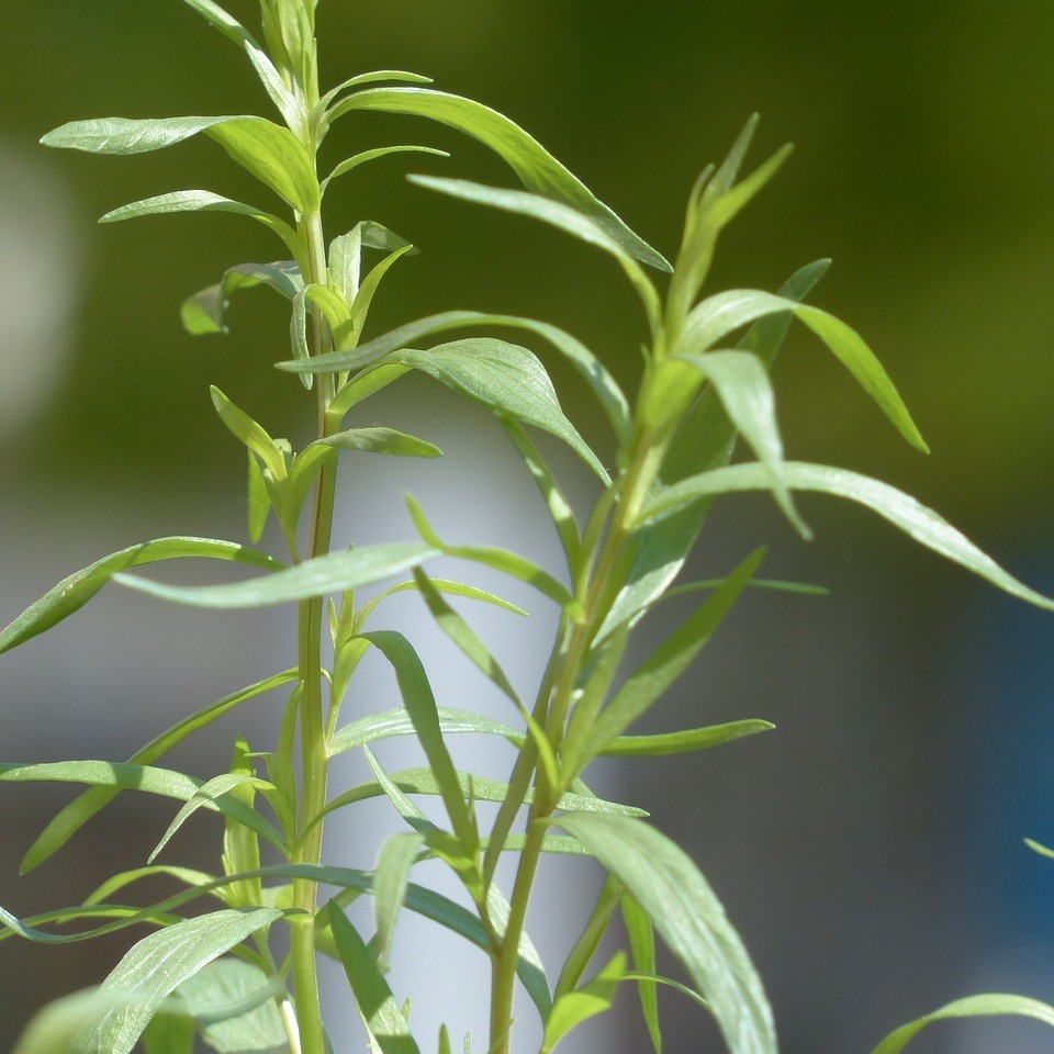 Estragon français (vrai)
 Plant