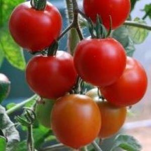 Tomate Karos (semence)