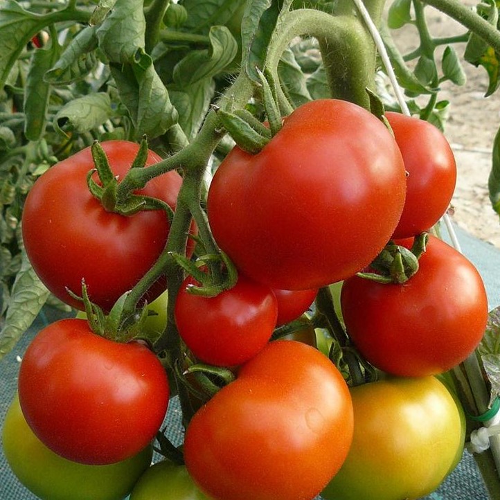 Tomate Moneymaker (semence)
