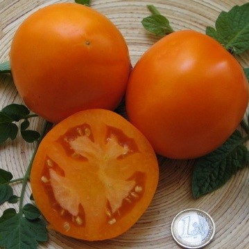 Tomate Orange Queen (semence)
