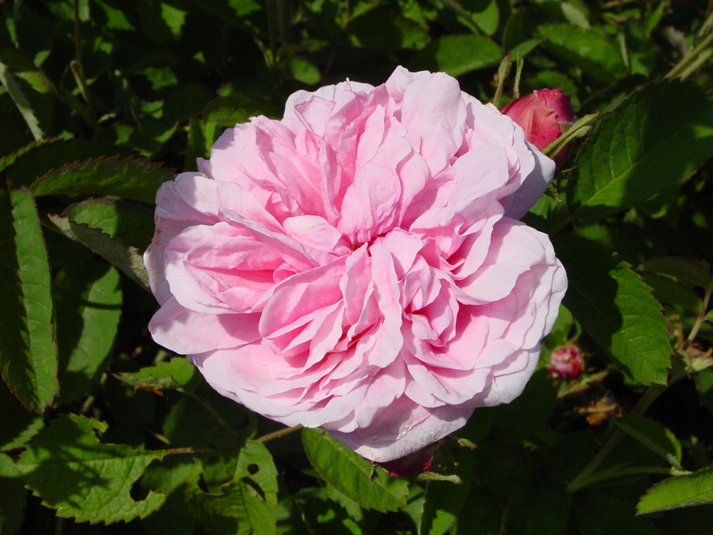Rosier Centifolia Rosa des Peintres
