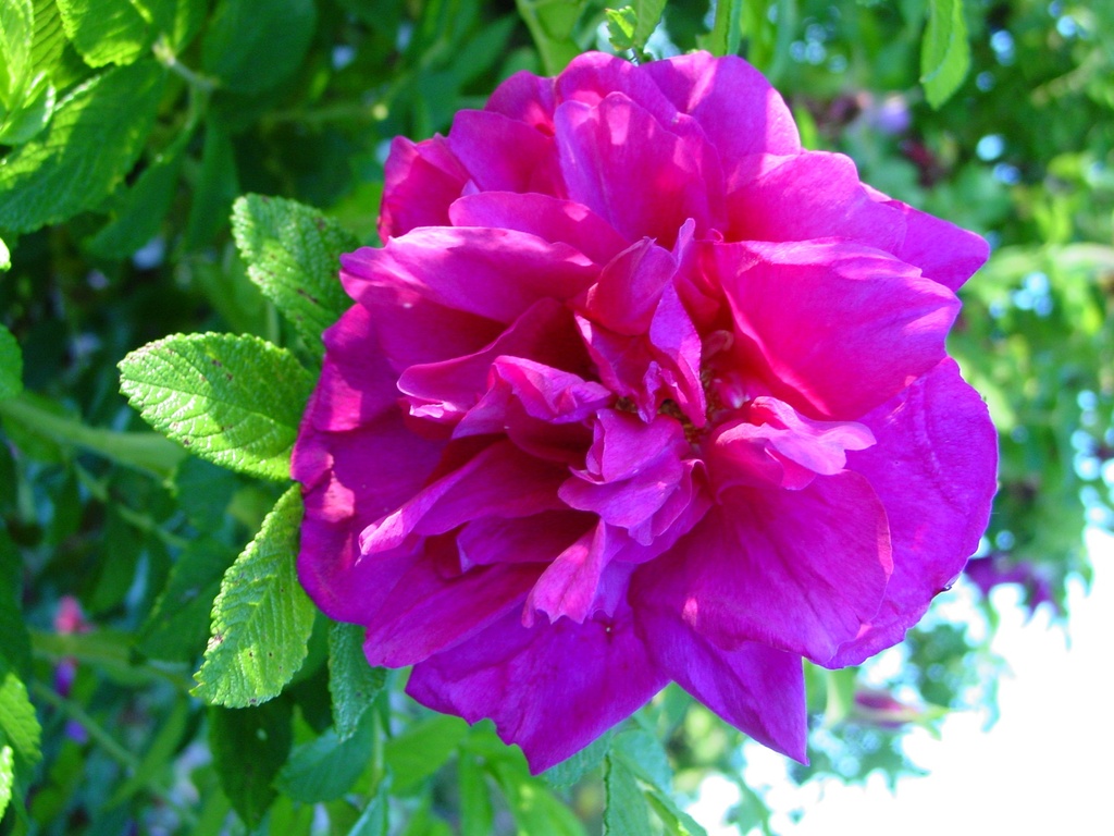 Rosier Roseraie de l'Hay