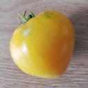 Tomate Coeur d'Or (semence)