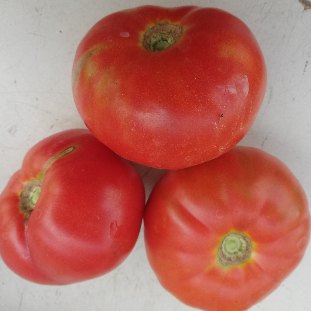 Tomate Vivagrande (semence)