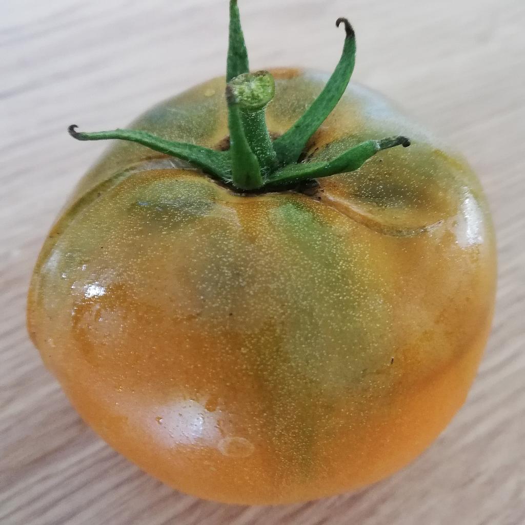 Tomate  jaune Bronze de Belgique (semence)