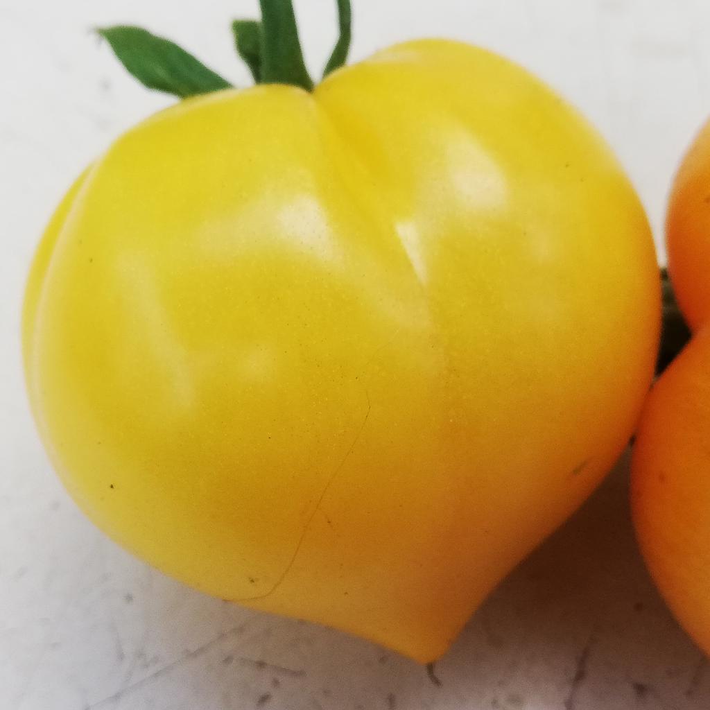 Tomate  jaune Téton de Wépion (semence)
