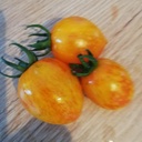 Tomate cerise Philgold (semence)