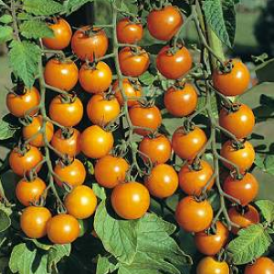 Tomate cerise jaune Sungold (semence)
