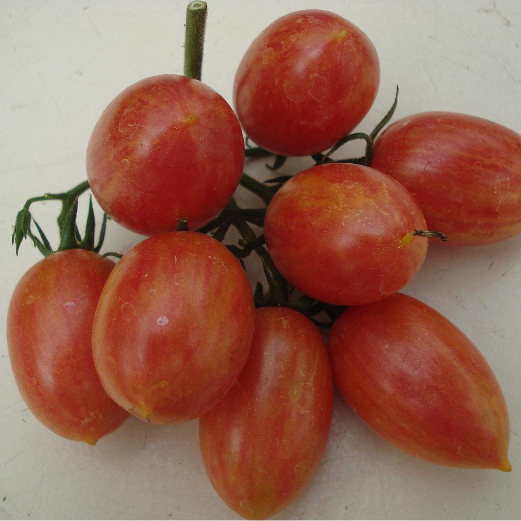 Tomate cocktail Maglia rosa (semence)