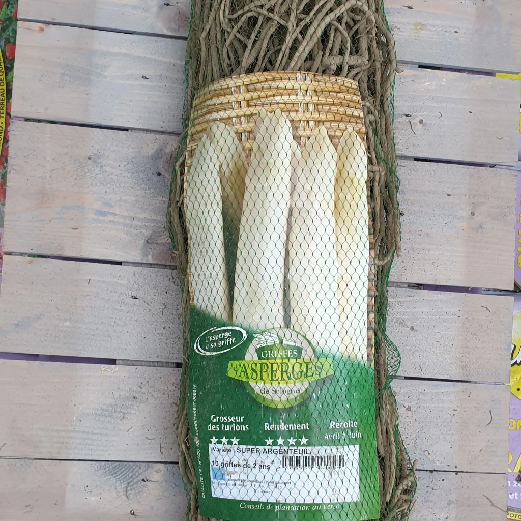 Asperge Super Argenteuil - BLANCHE