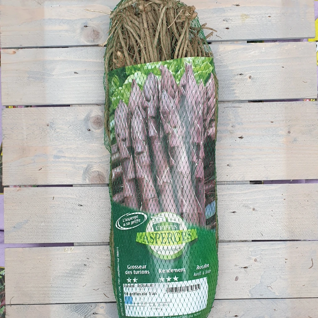 Asperge Rosalie - POURPRE