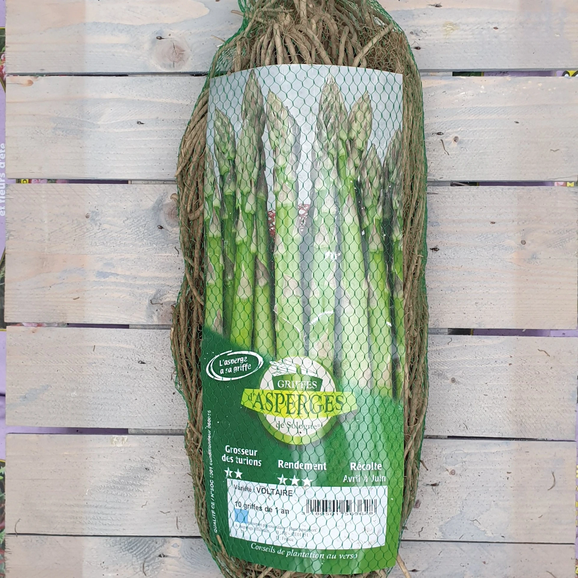 Asperge Voltaire - VERTE