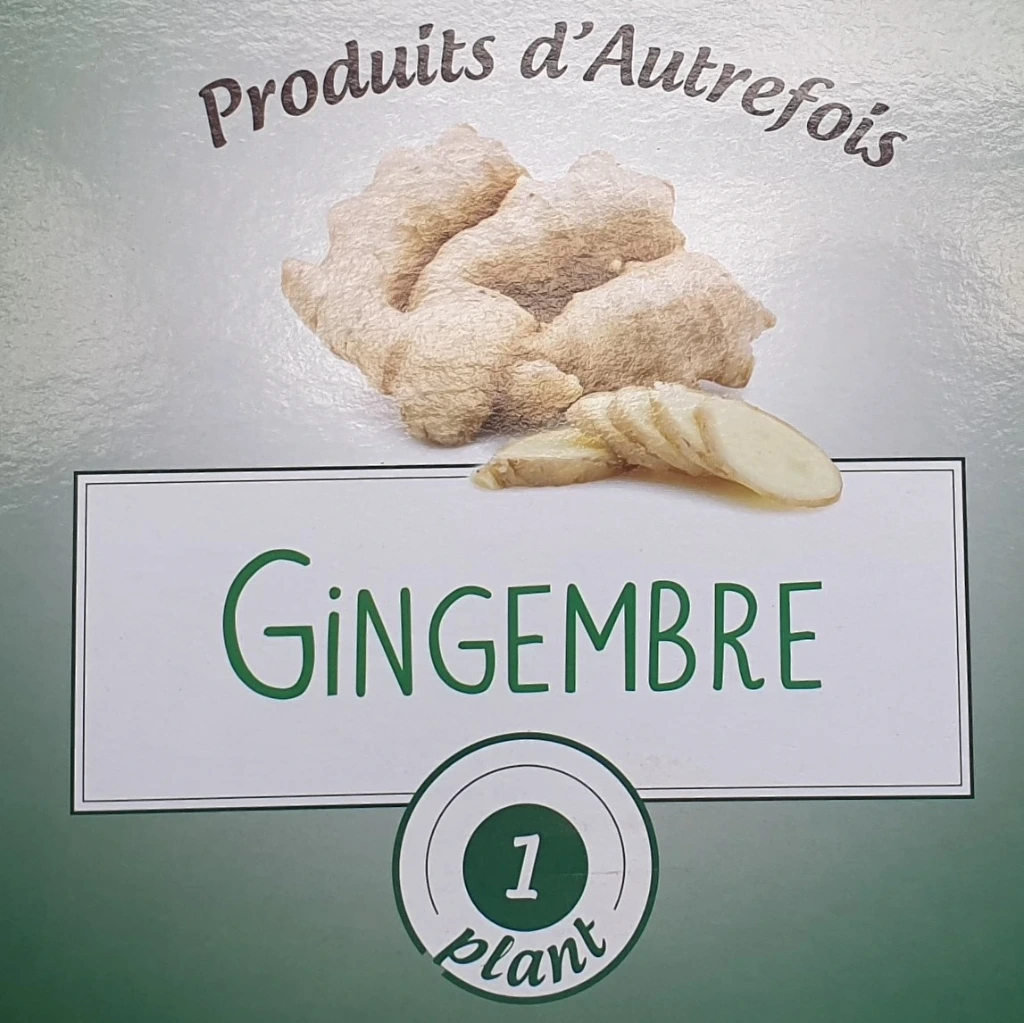 Gingembre 1 plant