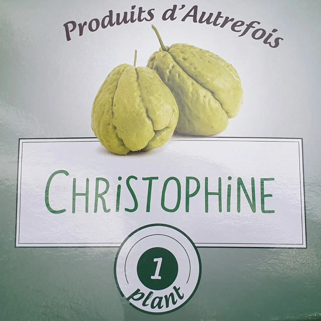 Christophine Chayotte 1 plant