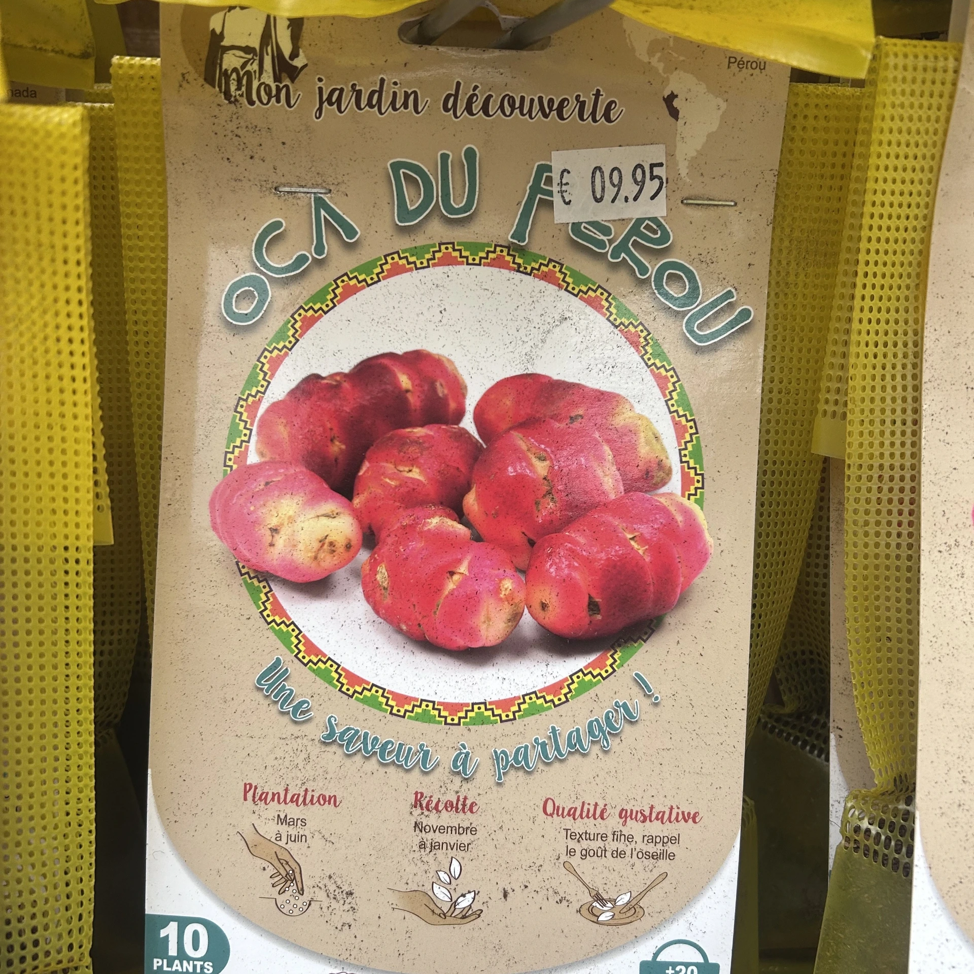 Oxalis crenata Oca du Pérou 10 plants