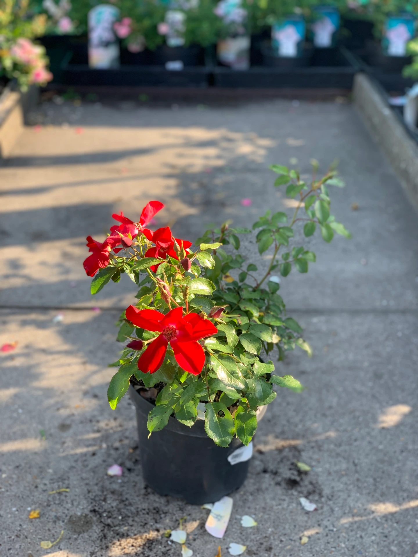 Rosier Apache 5 L