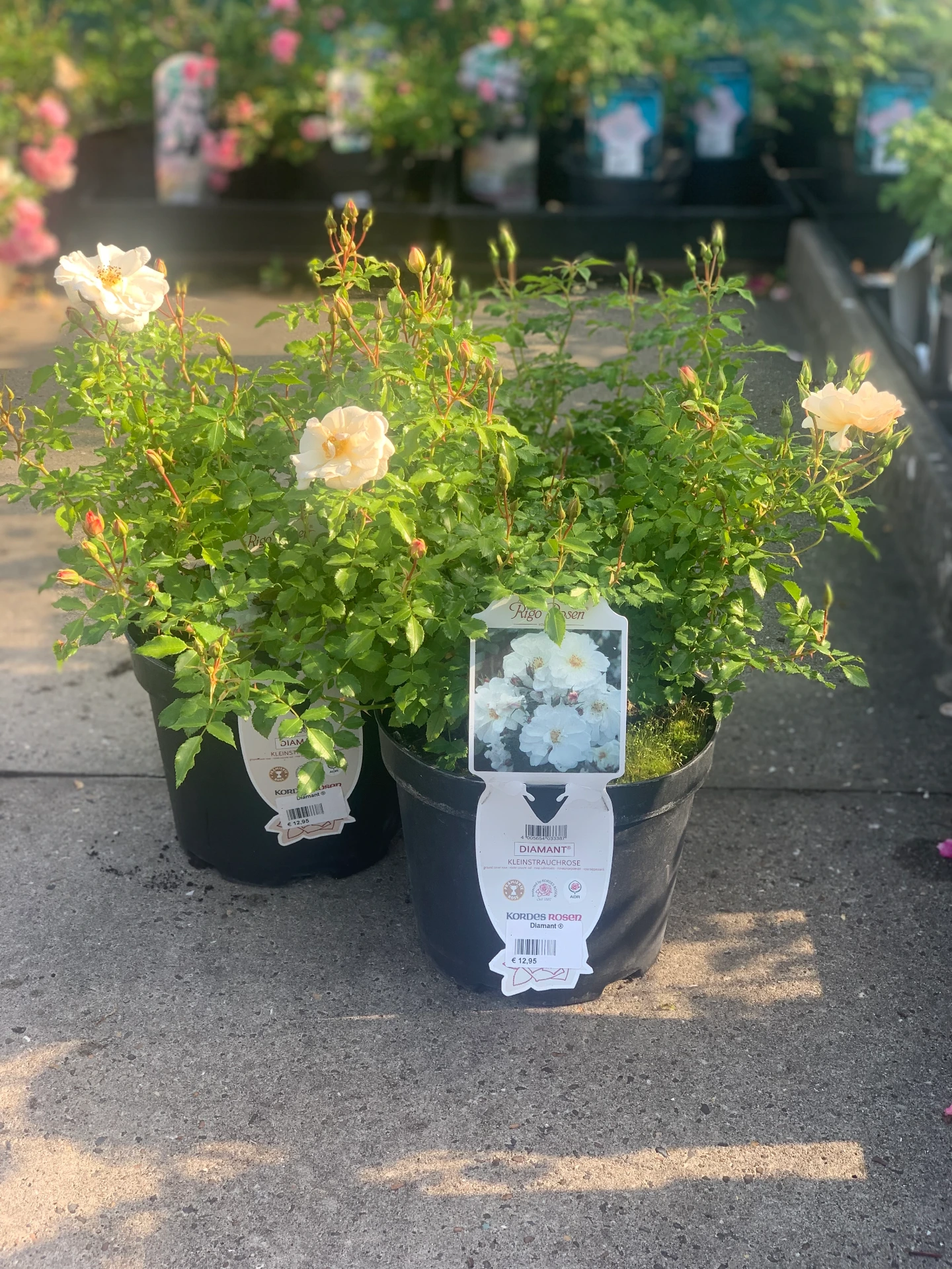 Rosier Diamant ® 5 L