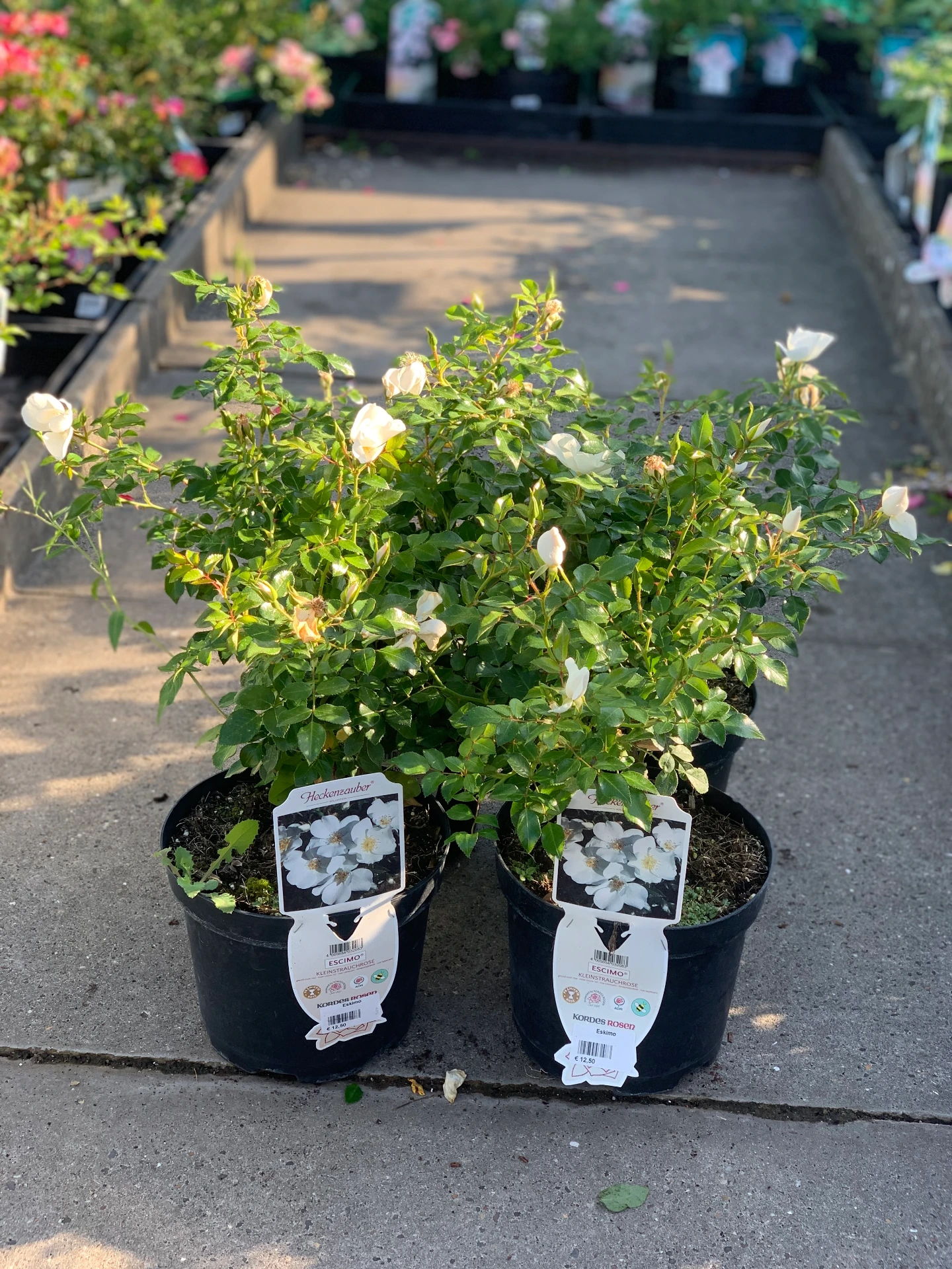 Rosier Eskimo 5 L