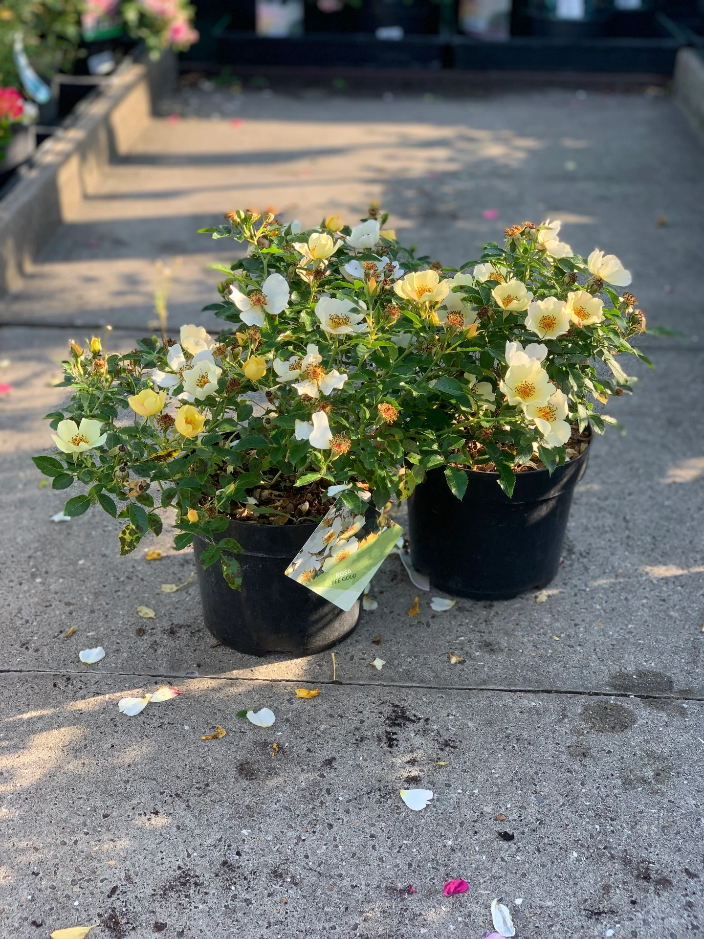 Rosier Bee Gold 3,6 L