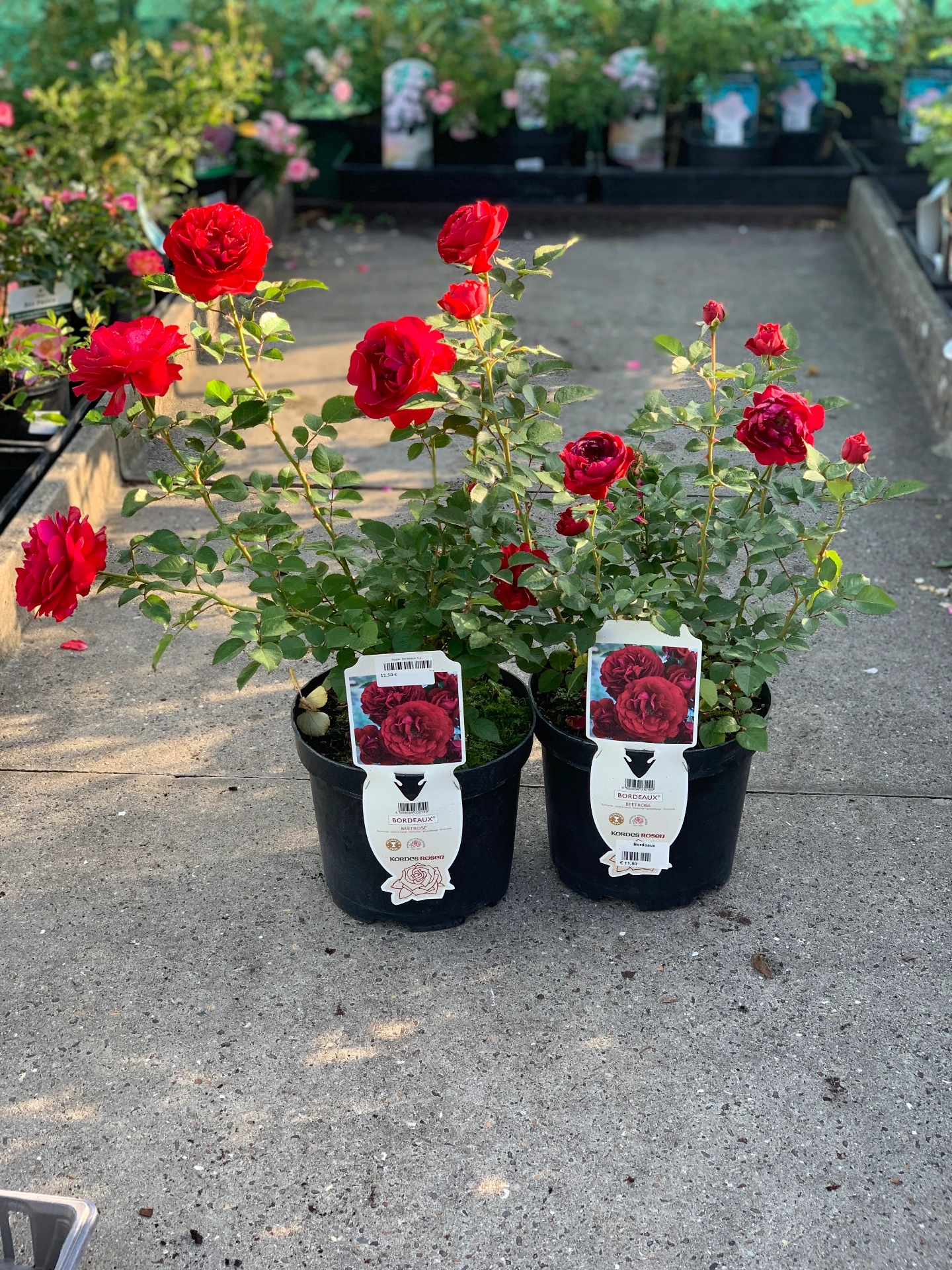 Rosier Bordeaux 5 L