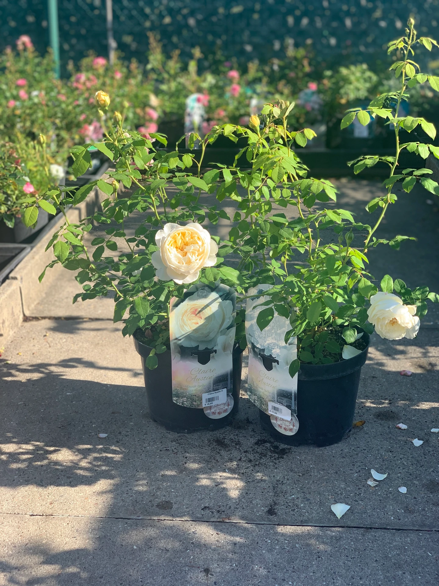 Rosier Claire Austin ® 5 L