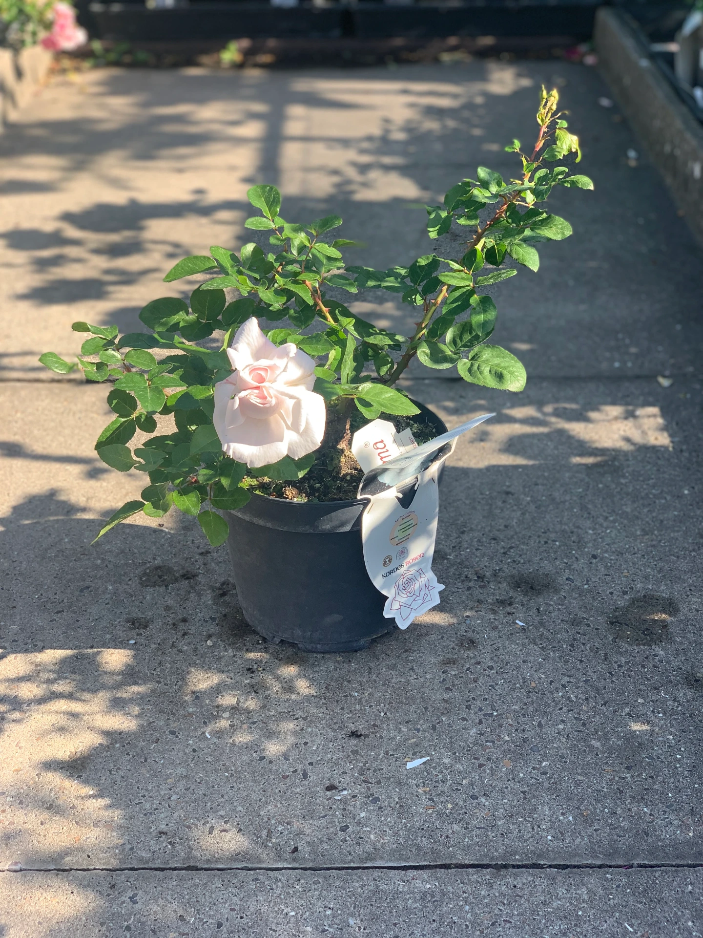 Rosier Constance Mozart® 5 L