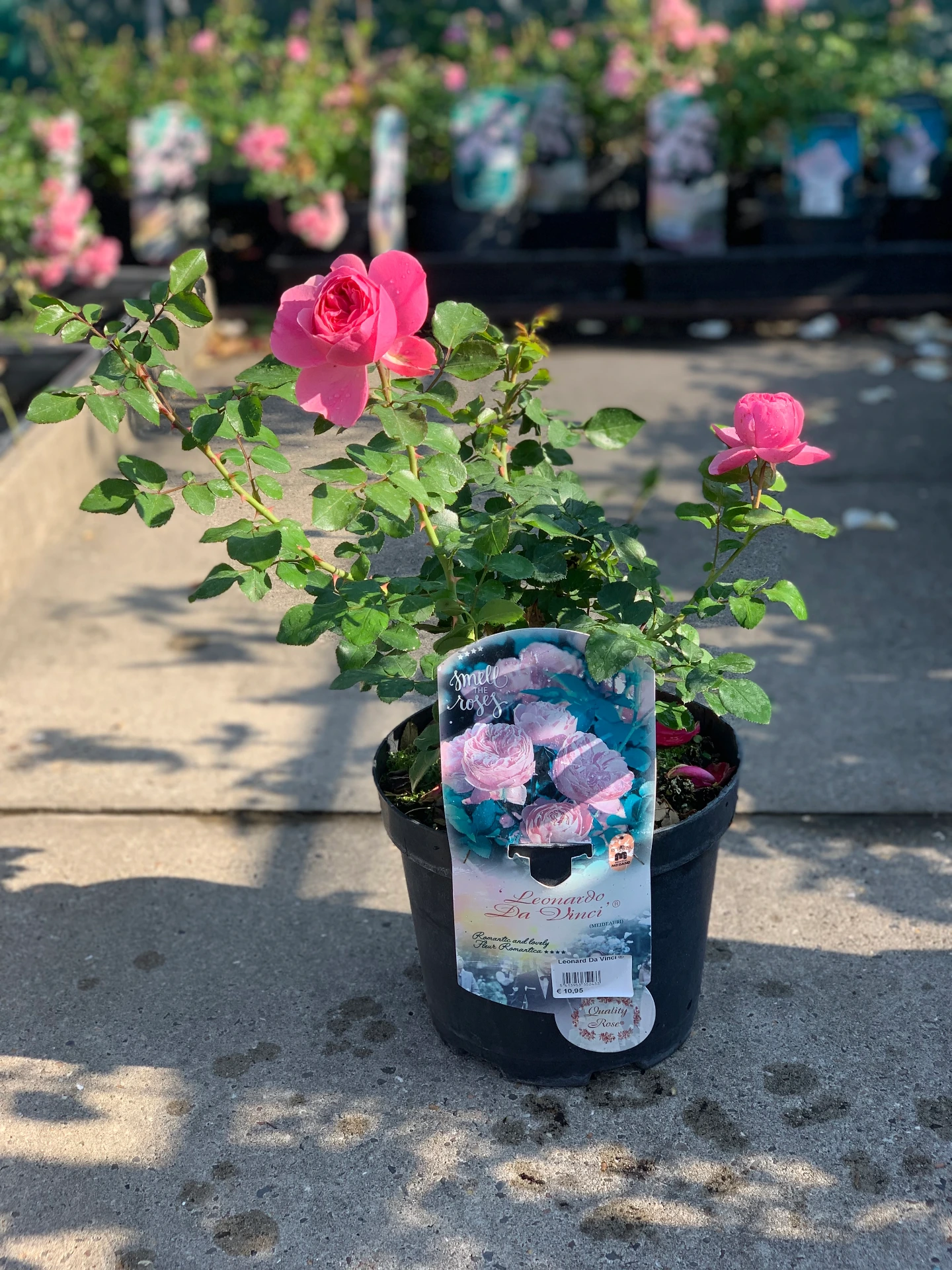 Rosier Leonard Da Vinci ® 5 L