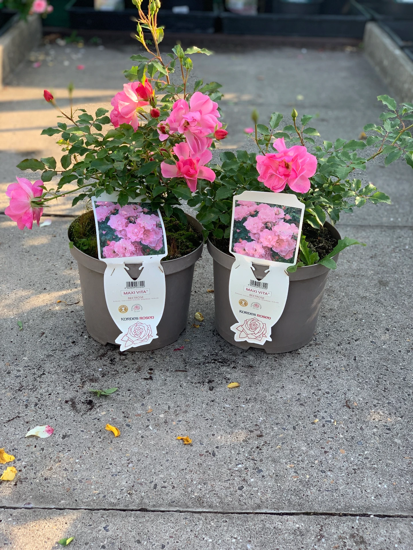 Rosier Maxi vita ® 5 L