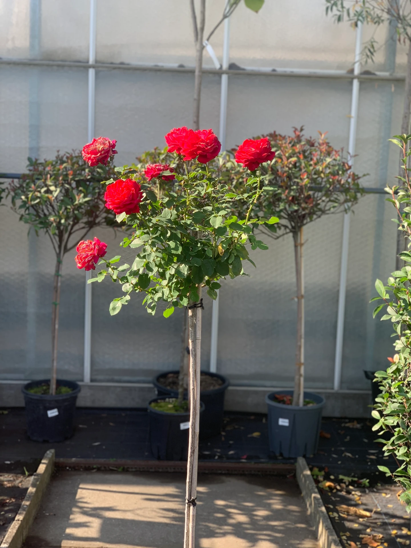 Rosier Dame de Cœur - Tige 1 m 7,5 L