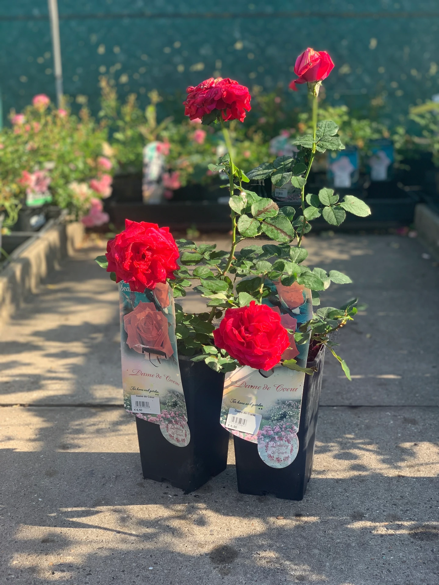 Rosier Dame de Cœur 3 L
