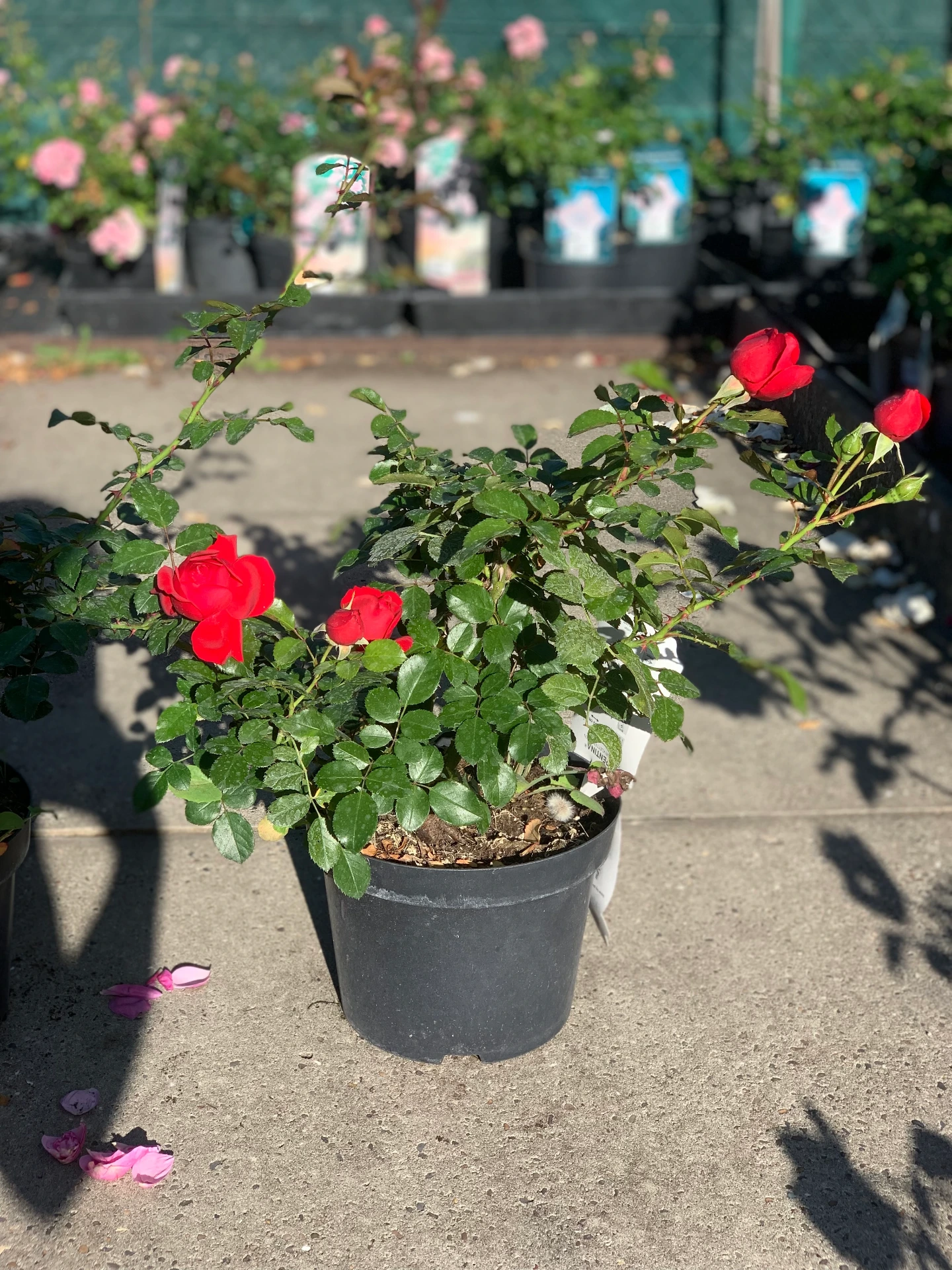 Rosier Florentina ® - Grimpant 5 L