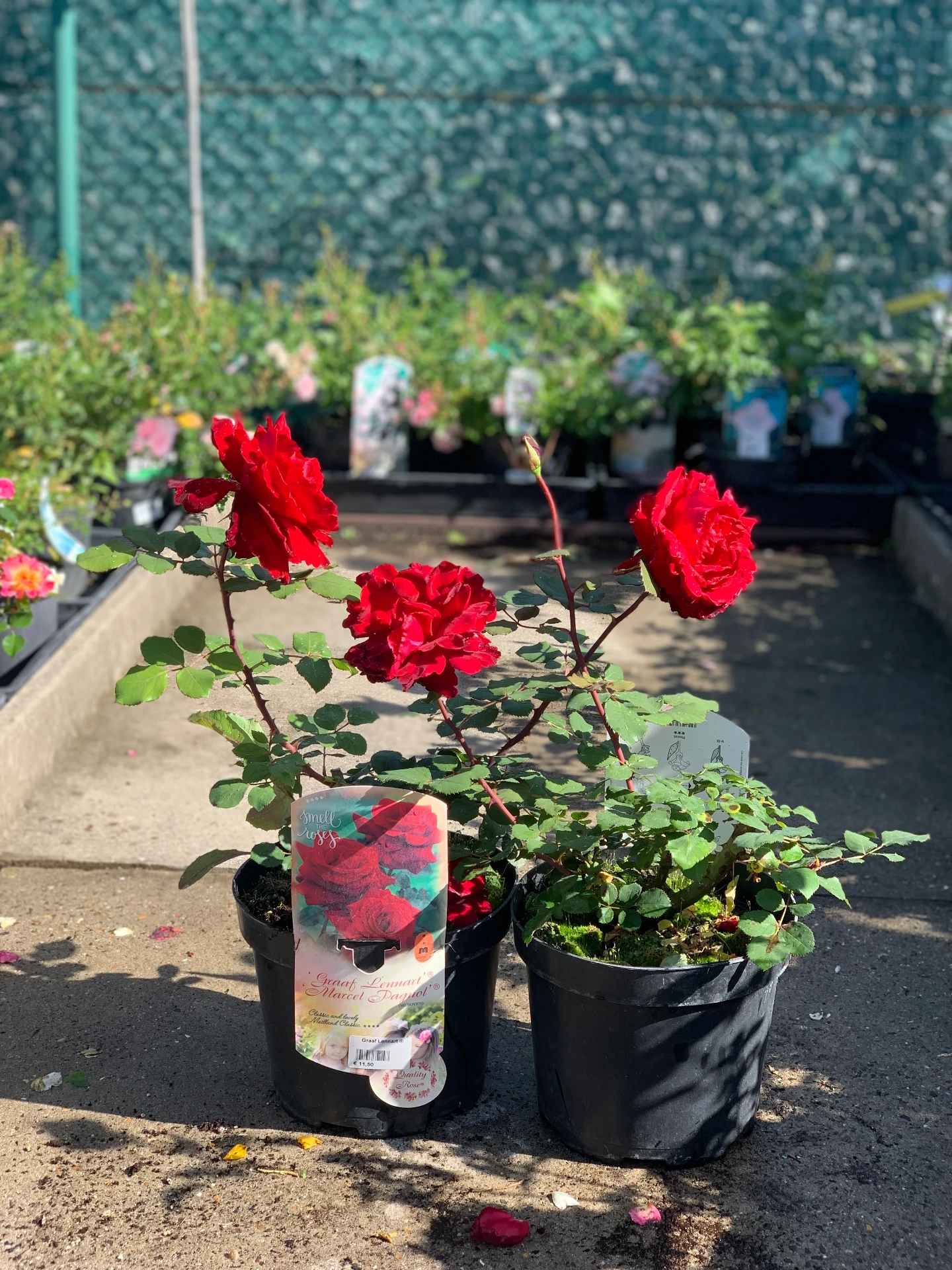 Rosier Graaf Lennart ® 5 L