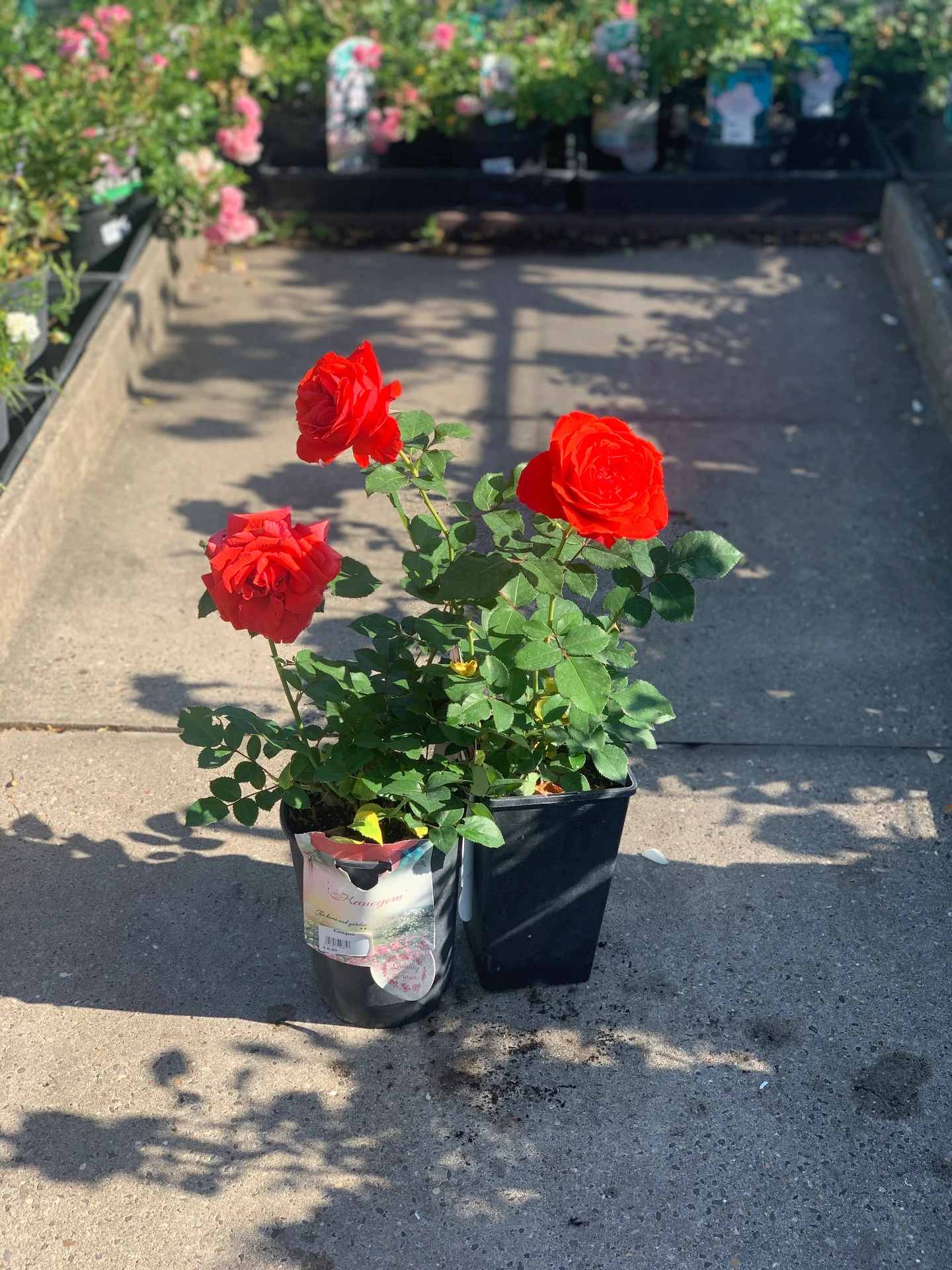 Rosier Kanegem 3 L