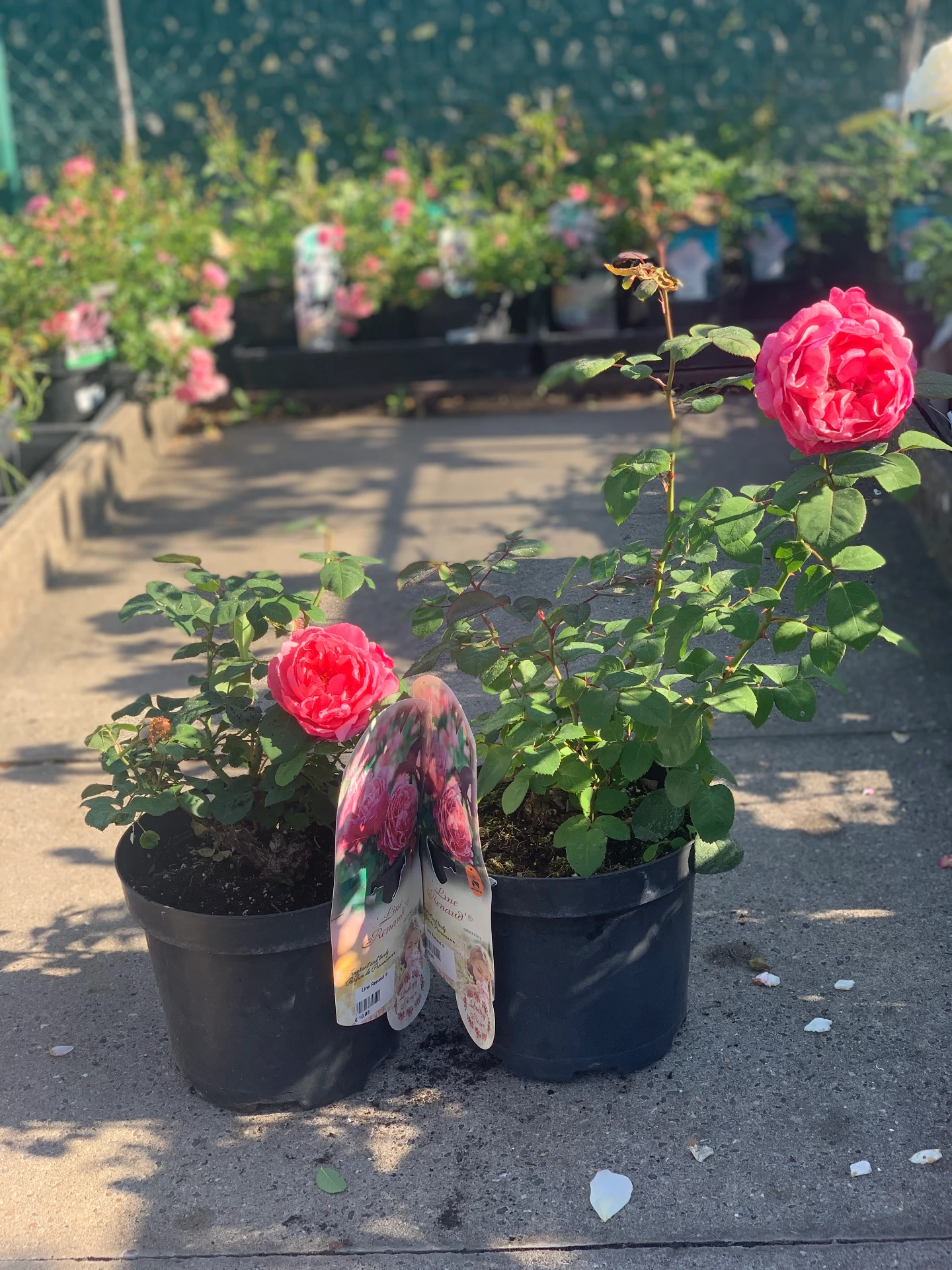Rosier Line Renaud ® 5 L