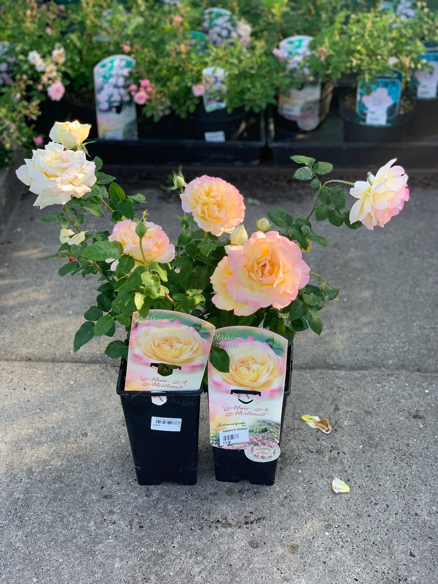 Rosier Madame A. Meilland 3 L