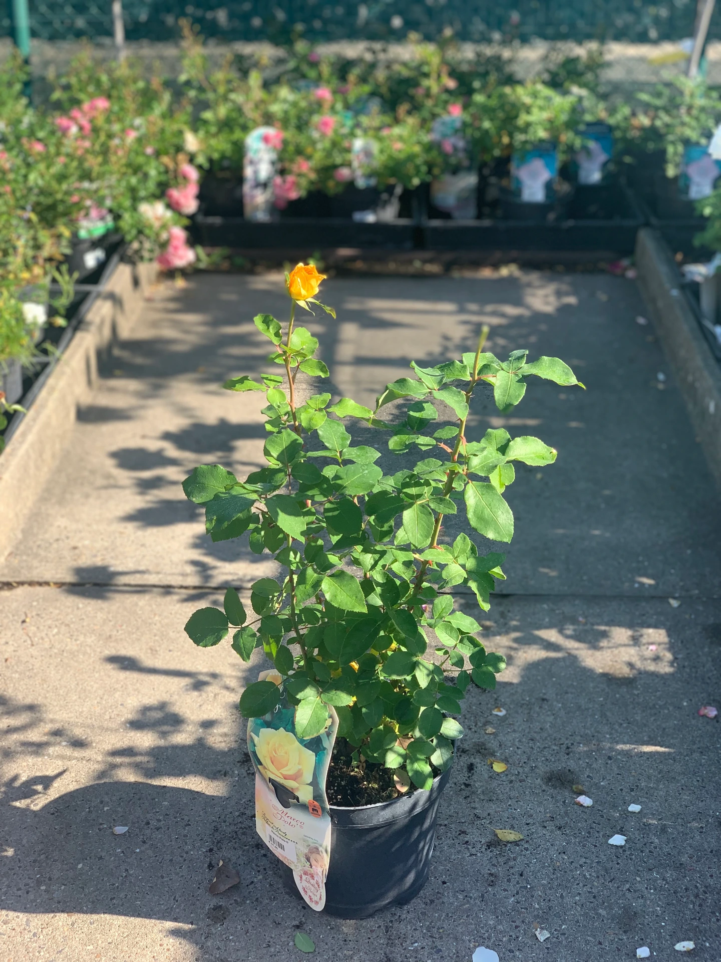 Rosier Marco Polo ® 5 L