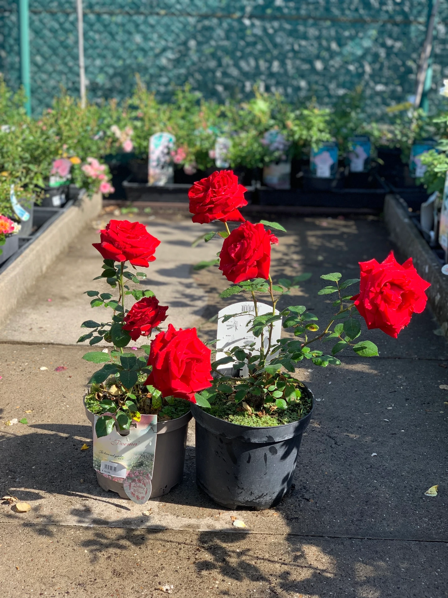 Rosier Poema® 5 L